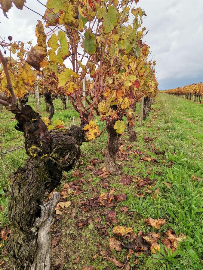 Gite " Suzon" A Peyroutas Vignonet St Emilion エクステリア 写真